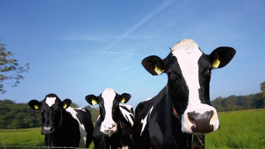 Dairy cattle at pasture